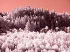 USA-Utah Aspen grove in infrared of the Logan Pass area Art Print